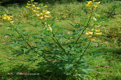 Crotalaria quinquefolia